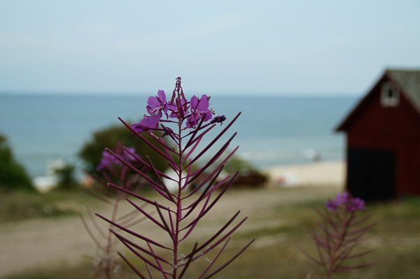 Stenshuvud Nationalpark, Österlen, Skåne, Schweden